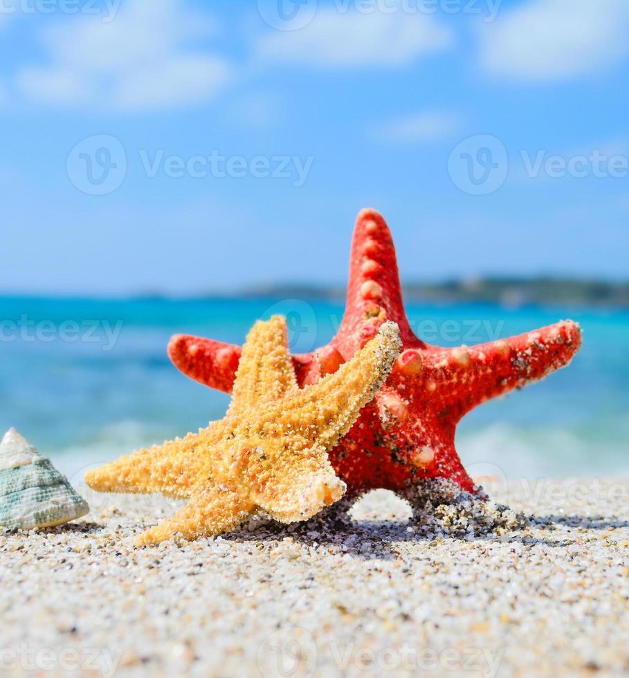 étoile de mer avec coquille au bord de la mer photo