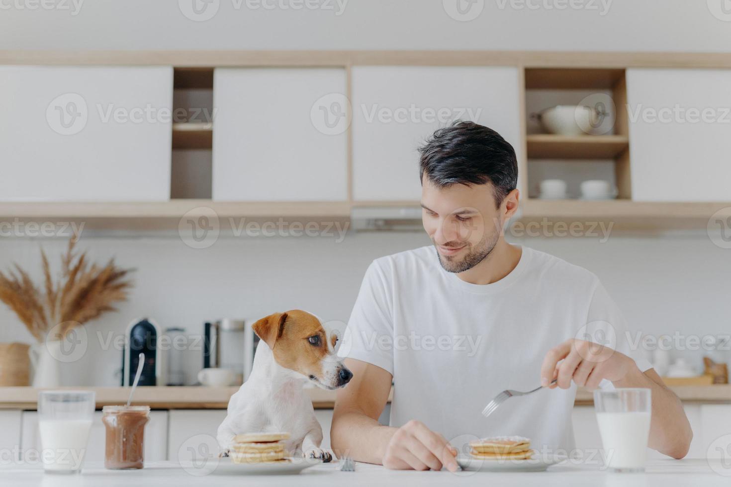 photo d'un homme heureux mange de délicieuses crêpes avec une fourchette, boit du lait dans un verre, porte un t-shirt blanc, son chien jack russell terrier pose près, prend un délicieux petit déjeuner avec l'hôte, fond de cuisine