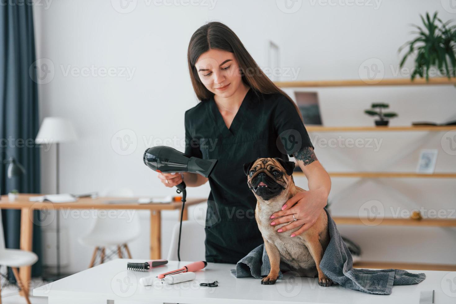 femme utilisant un sèche-cheveux après avoir lavé le chien. le carlin est dans le salon de toilettage avec un vétérinaire qui porte des vêtements noirs photo