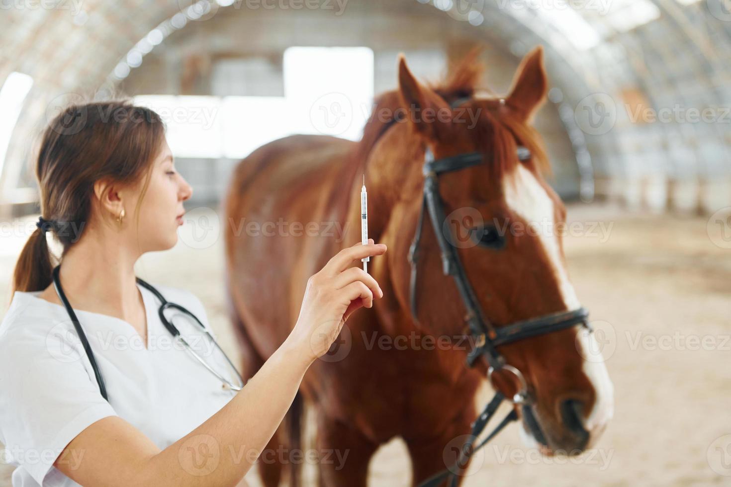 seringue avec vaccin à la main. femme médecin en blouse blanche est à cheval sur une écurie photo