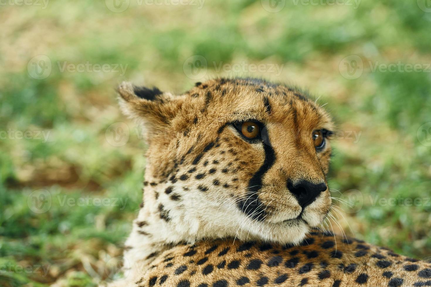 vue rapprochée du guépard qui est allongé sur l'herbe verte à l'extérieur photo