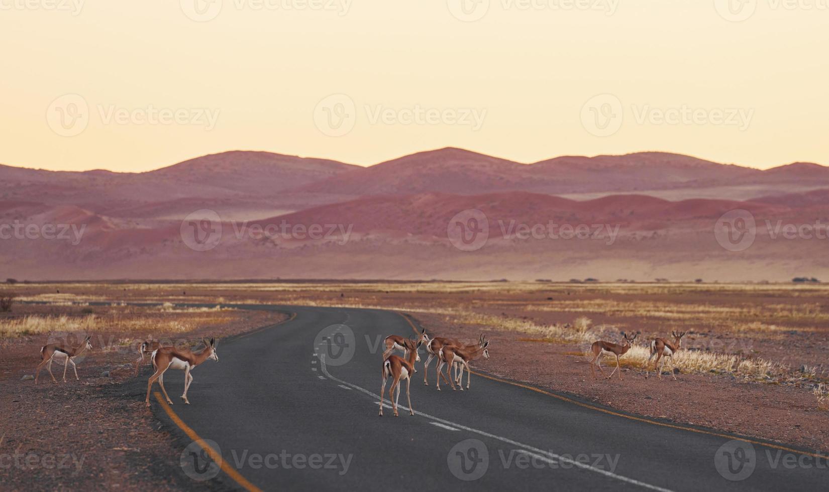 antilopes ensemble. majestueux paysage de route en afrique, namibie photo