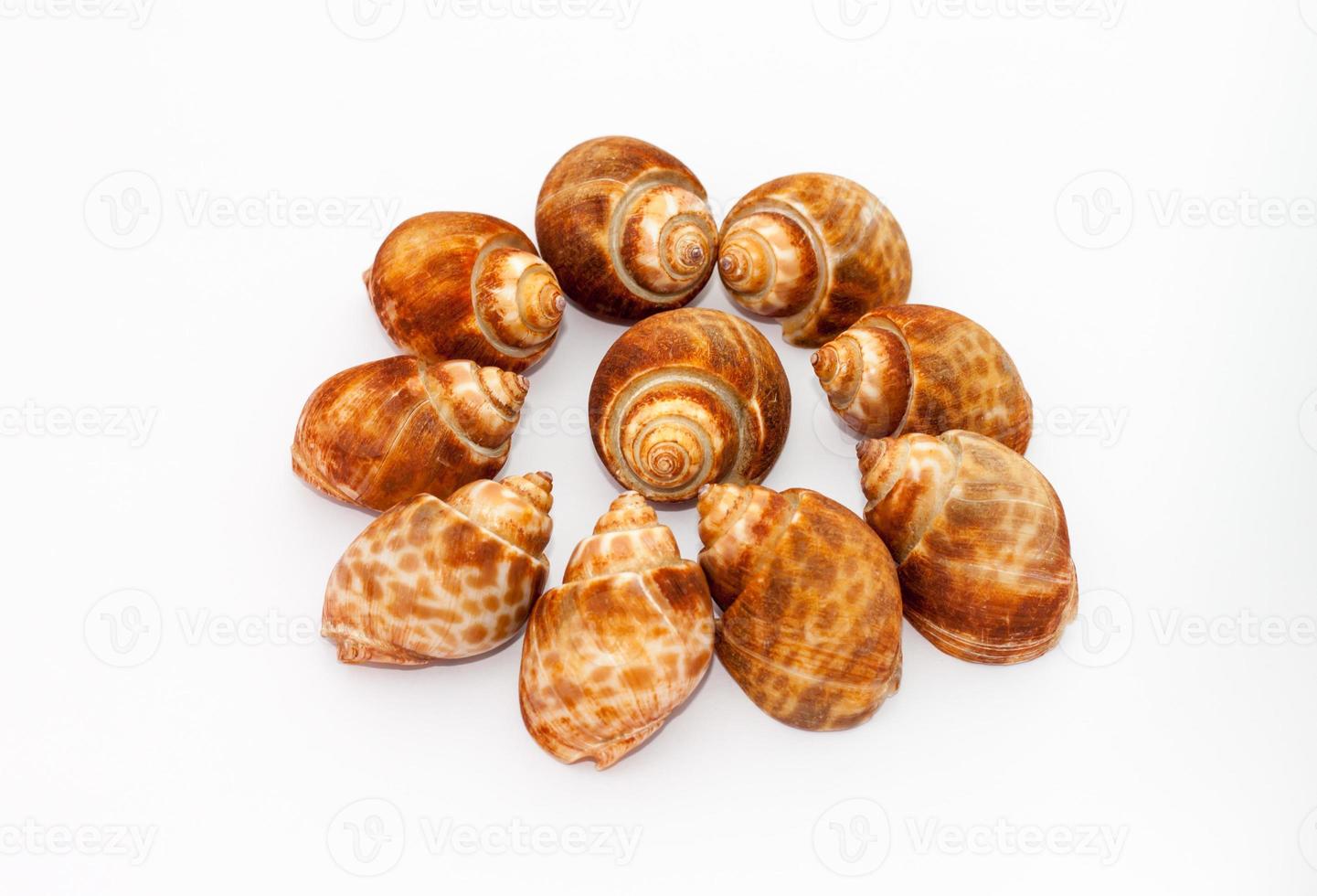 snaills fermés photo