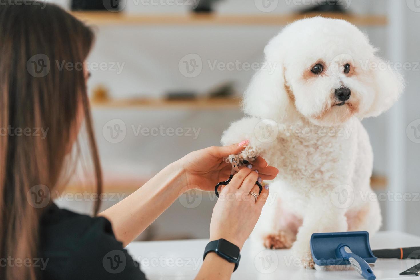 la femme travaille avec un animal de compagnie. mignon petit chien est dans le studio de toilettage photo