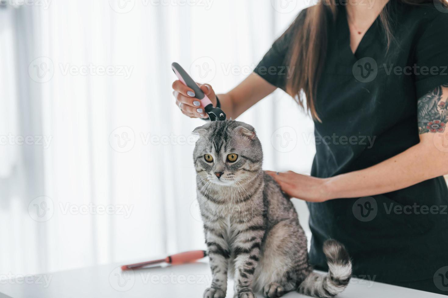 sur la table. chat scottish fold est dans le salon de toilettage avec une vétérinaire photo