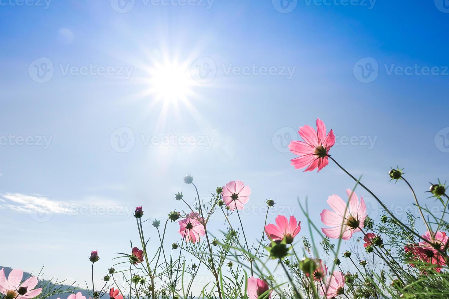 belle fleur de cosmos avec ciel bleu le fond ensoleillé photo