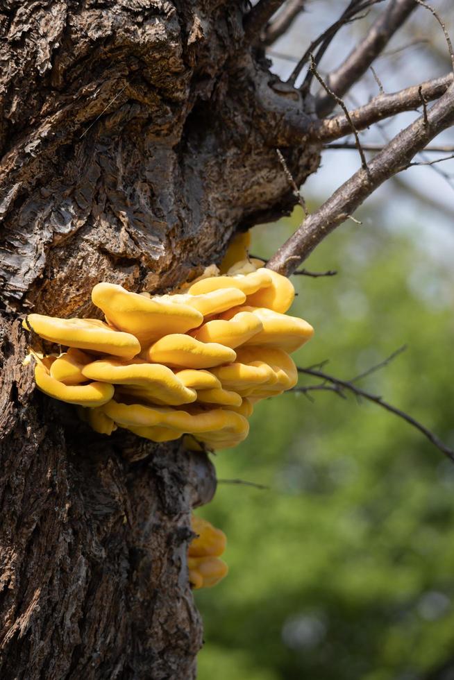 Laetiporus sulphureus champignon du support poussant sur un arbre au printemps photo