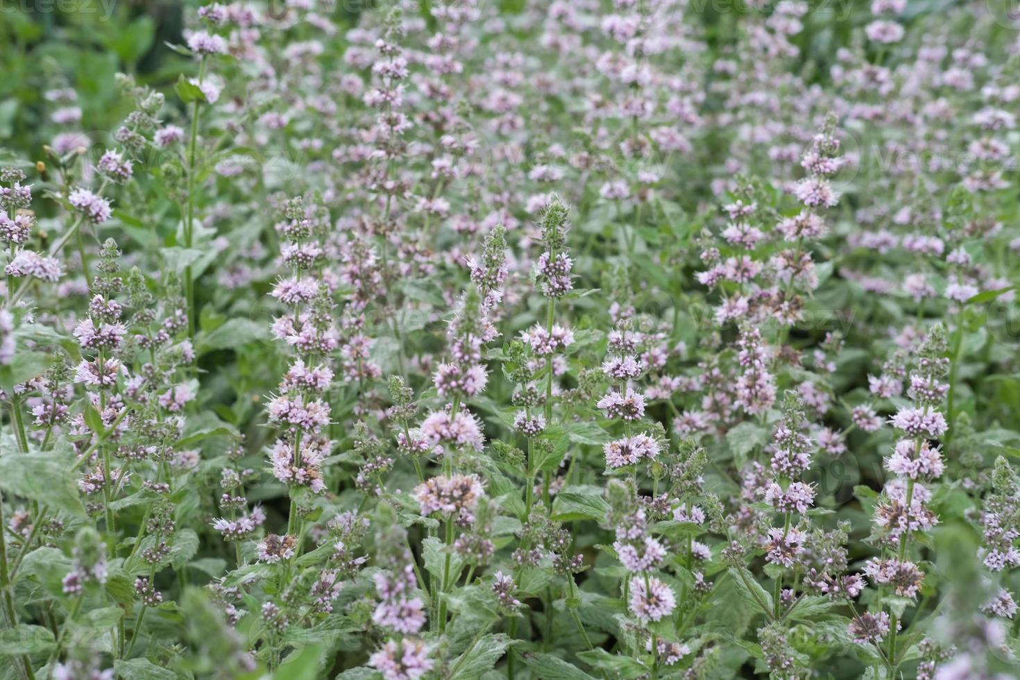 champ de fleurs de menthe. faire pousser de la menthe ou de la cataire. photo