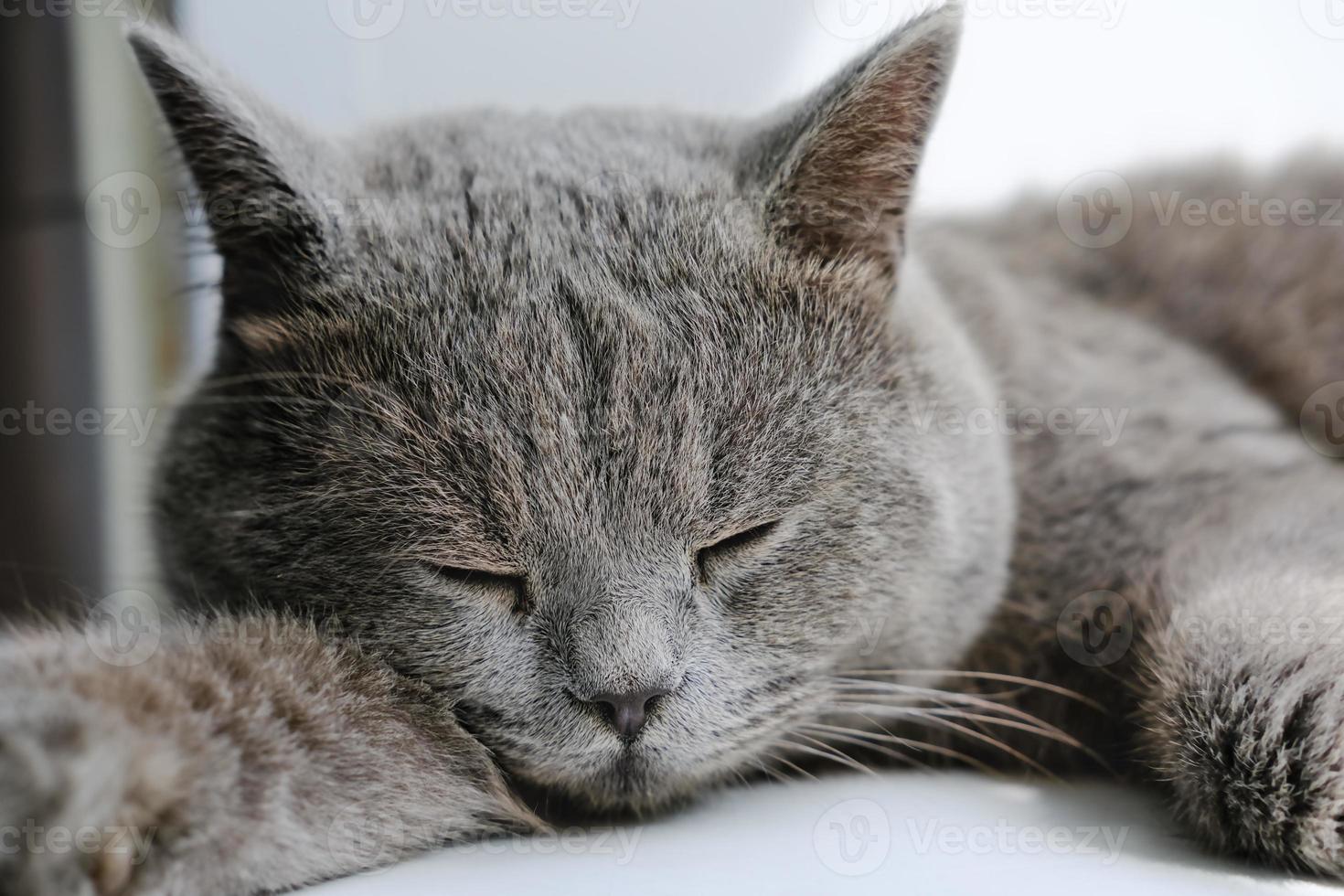 chat britannique à poil court dormant ou se reposant. photo