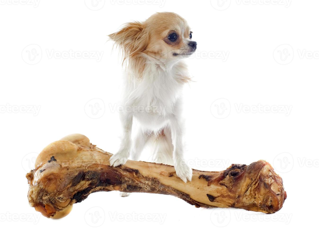 Chihuahua avec os surdimensionné sur fond blanc photo