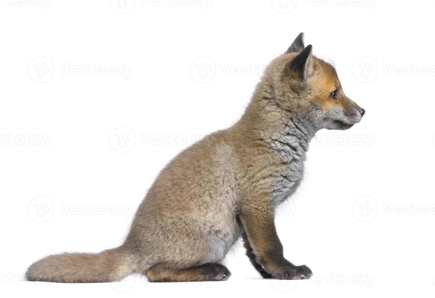 vue latérale d'un renard roux (6 semaines) photo