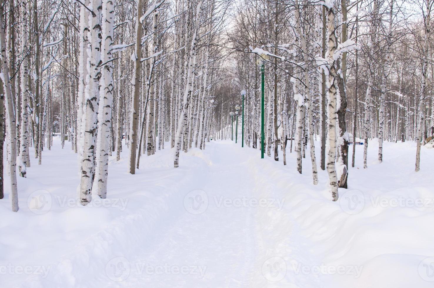 arbres d'hiver photo