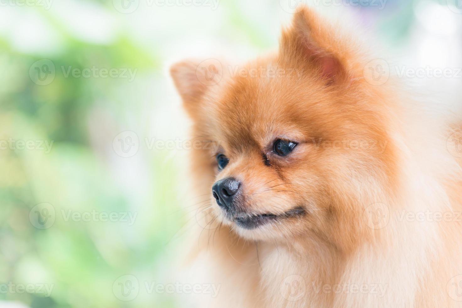 mignon chien poméranien marron photo