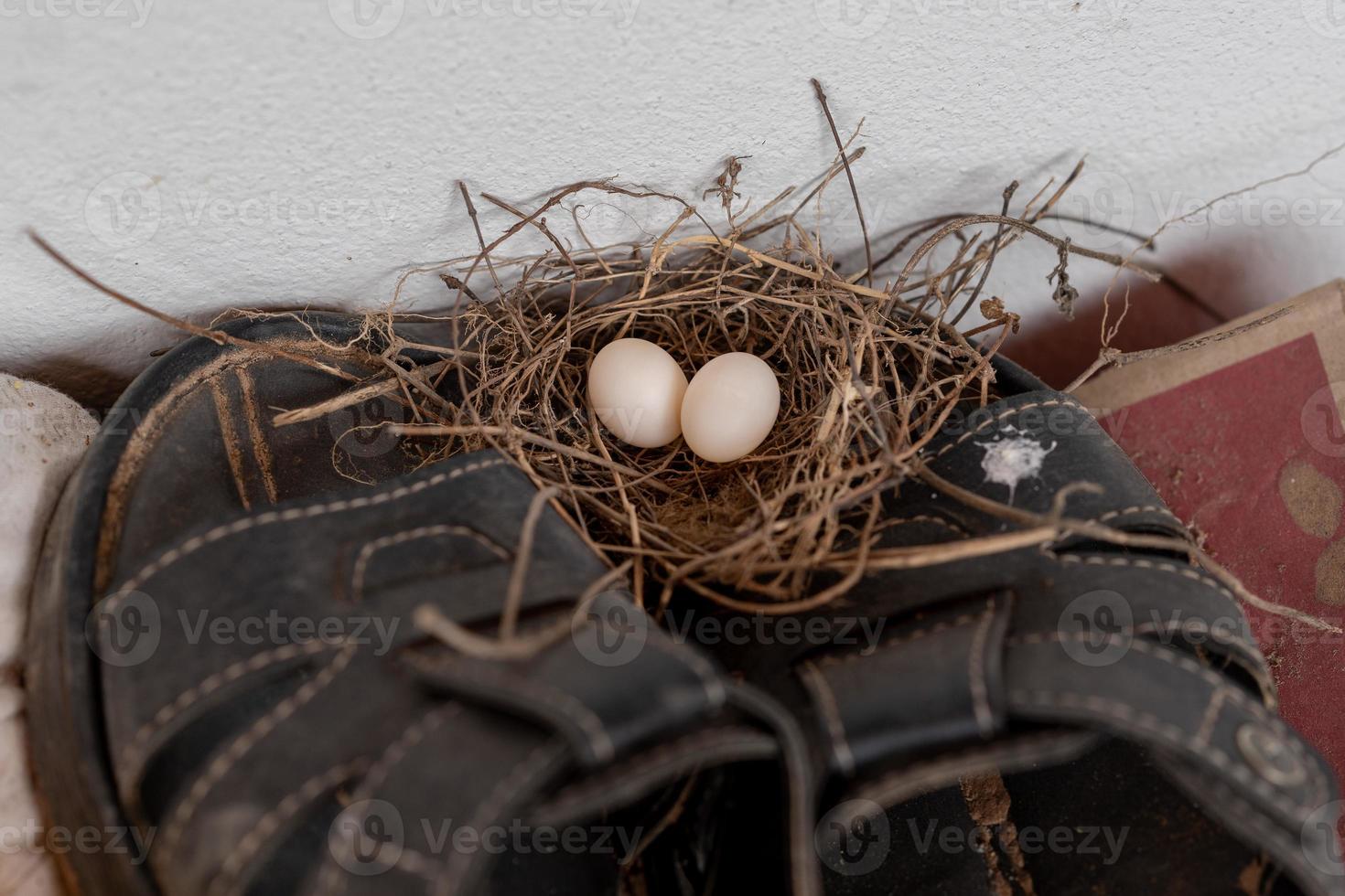 les œufs d'oiseaux nichent dans les maisons des gens et pondent des œufs. photo