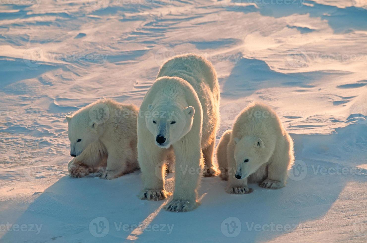 ours polaires dans l'arctique canadien photo