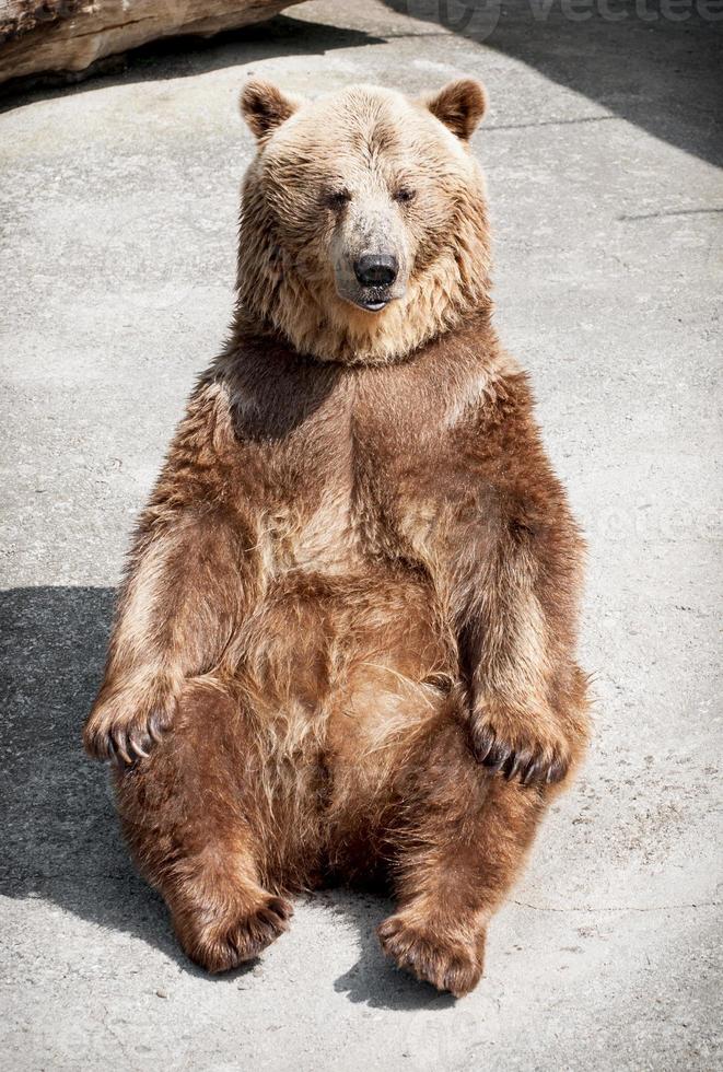 jeune ours brun (ursus arctos arctos) assis sur le sol photo