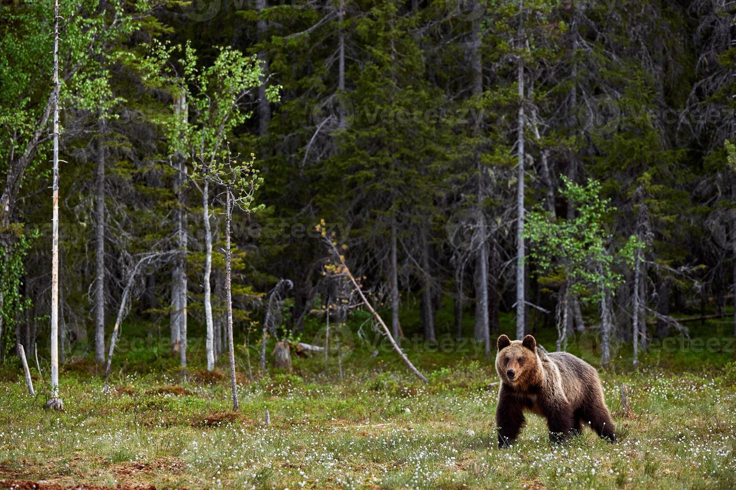 ours brun dans une lande finlandaise photo