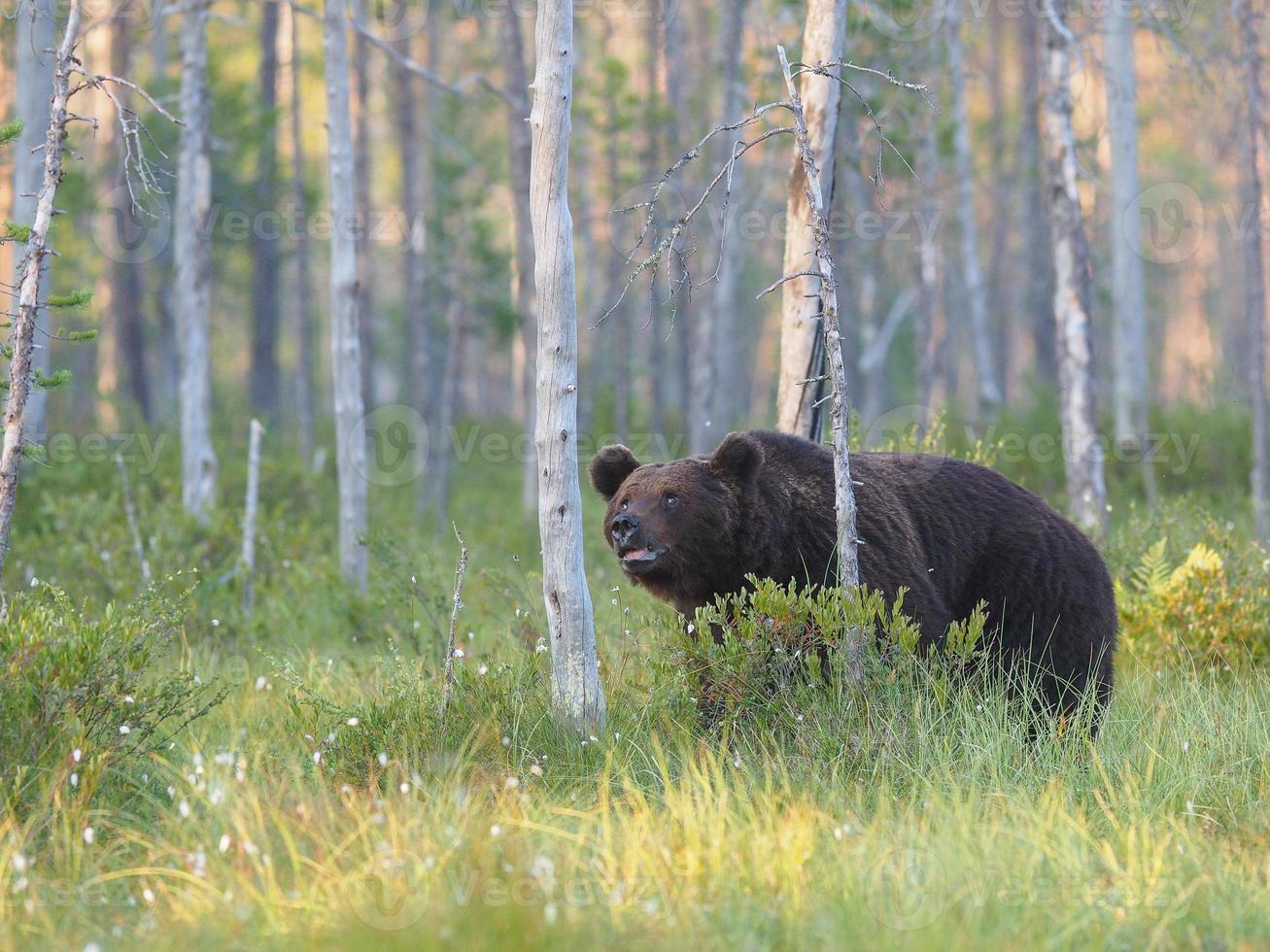 ours brun (ursus arctos) à l'état sauvage photo