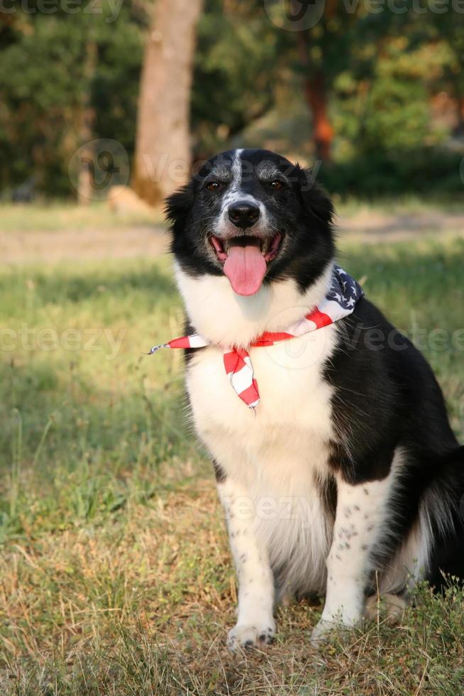 chien border collie avec bandana drapeau usa photo
