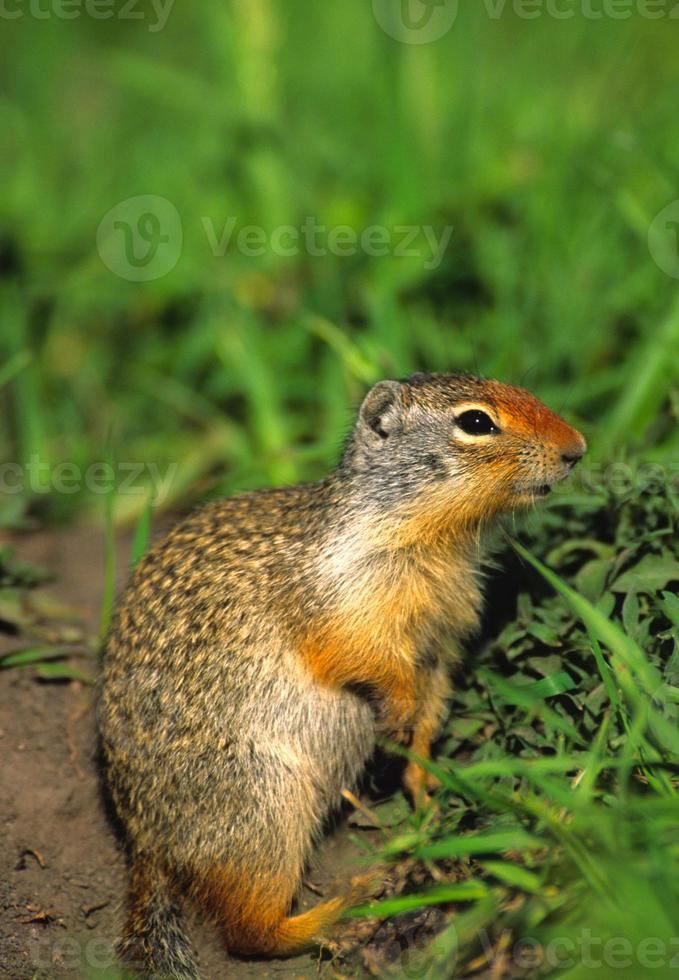 écureuil terrestre de Colombie photo