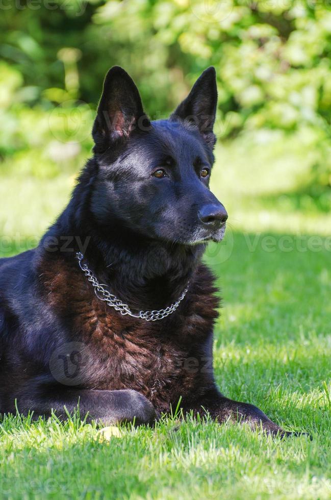 chien de berger allemand noir à l'extérieur. photo