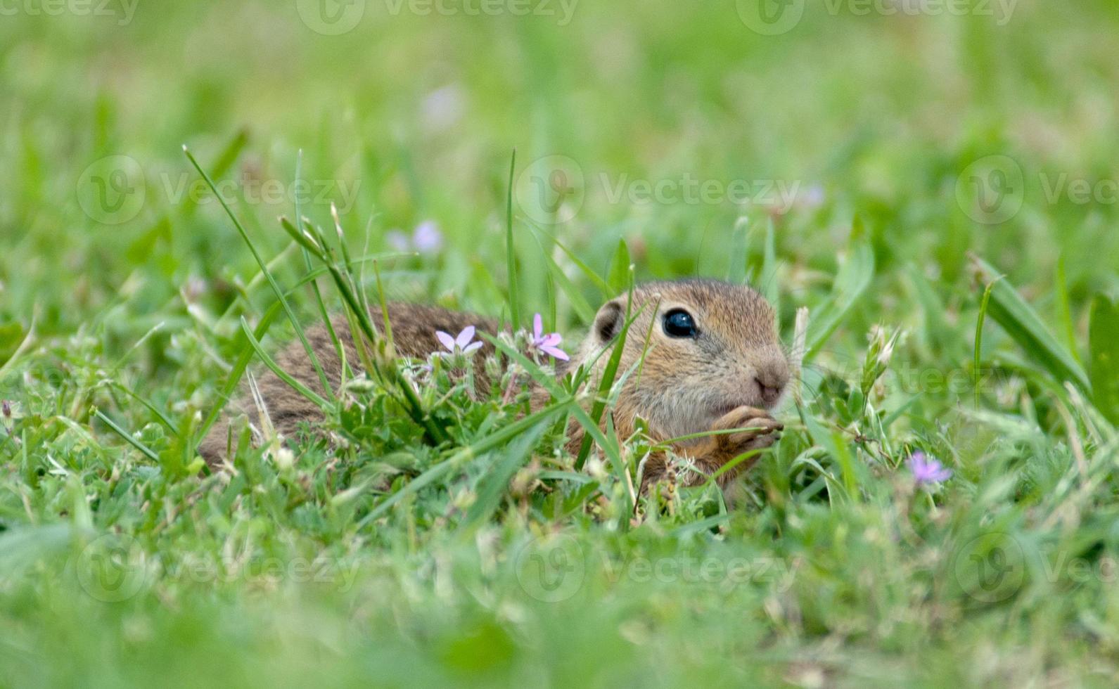 Écureuil terrestre européen caché dans l'herbe photo