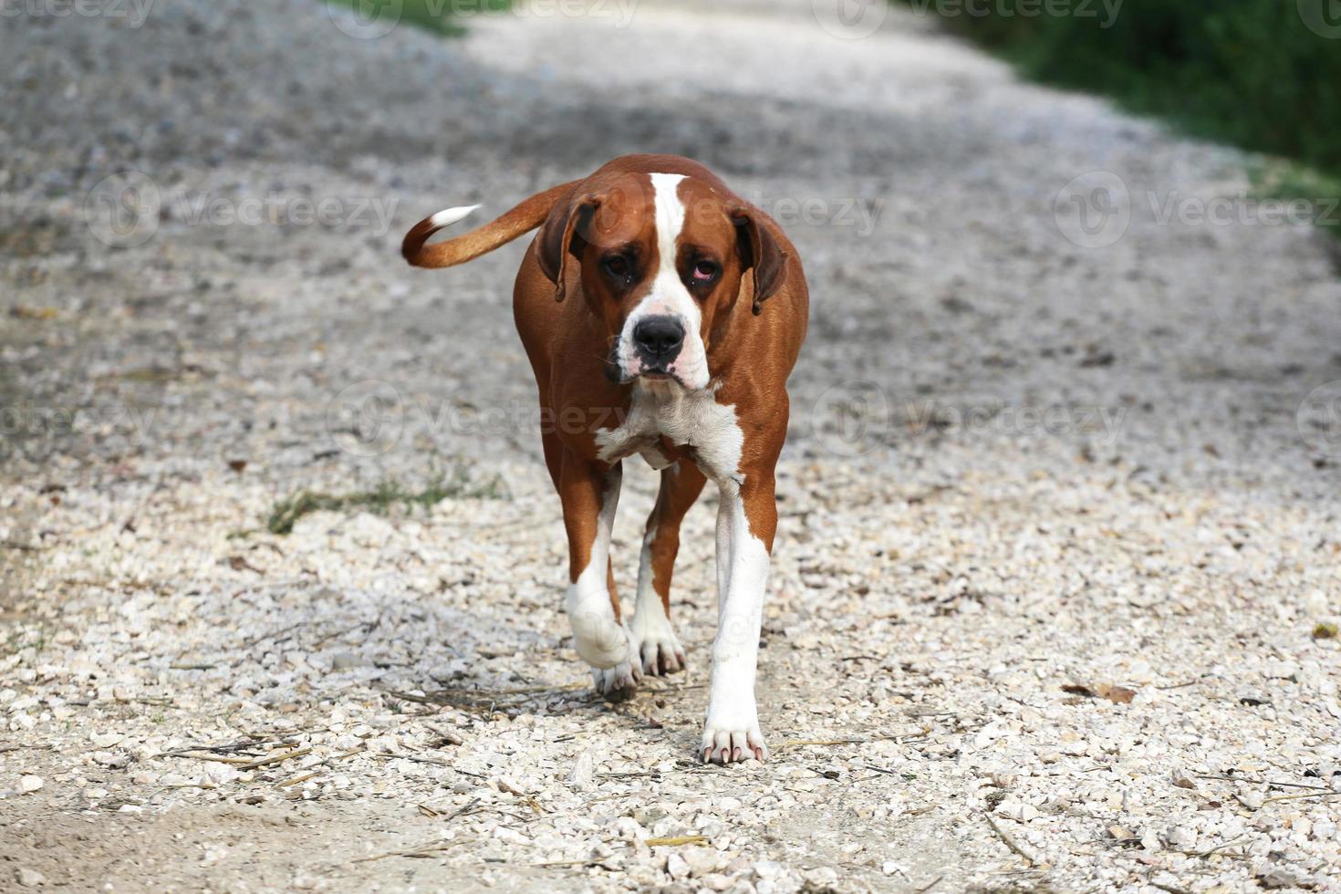 Bulldog américain femelle intelligent sur une ferme animale photo