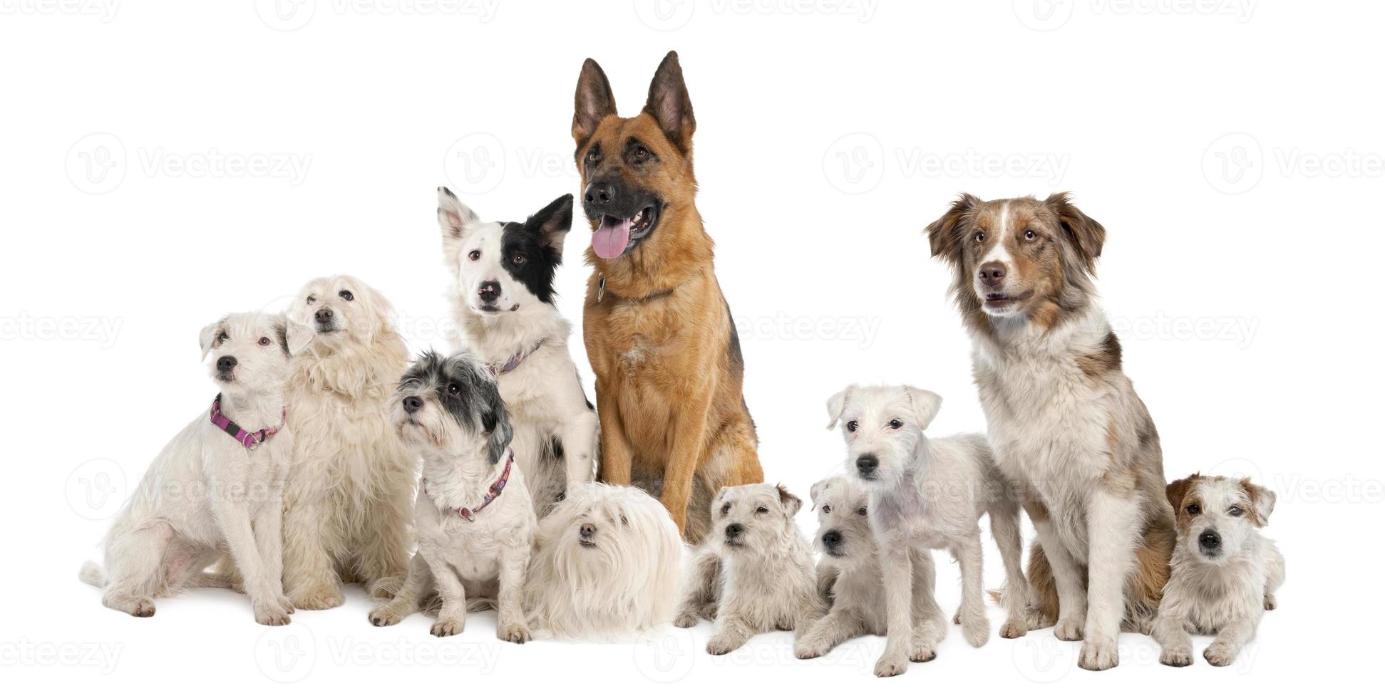 grand groupe de chiens photo