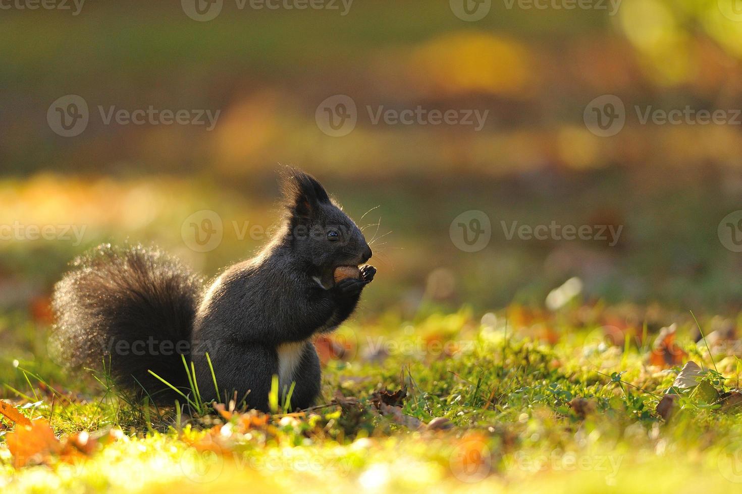 écureuil brun à la noisette sur l'herbe photo