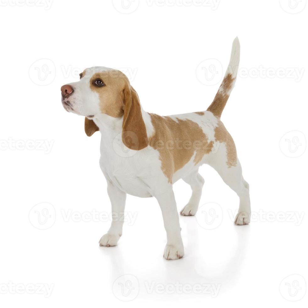 chien beagle mignon photo