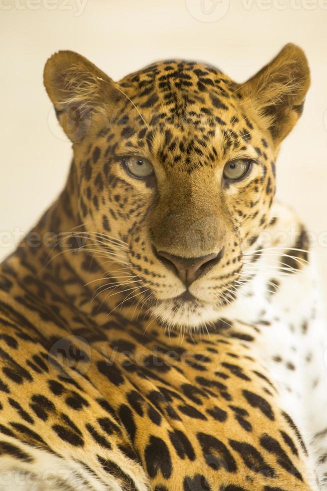 visage de jaguar photo