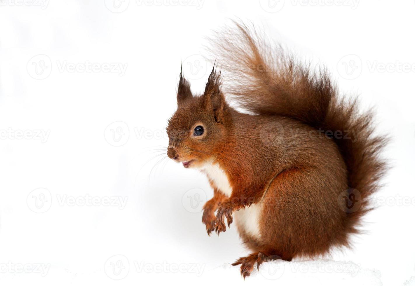 écureuil roux (sciurus vulgaris) photo