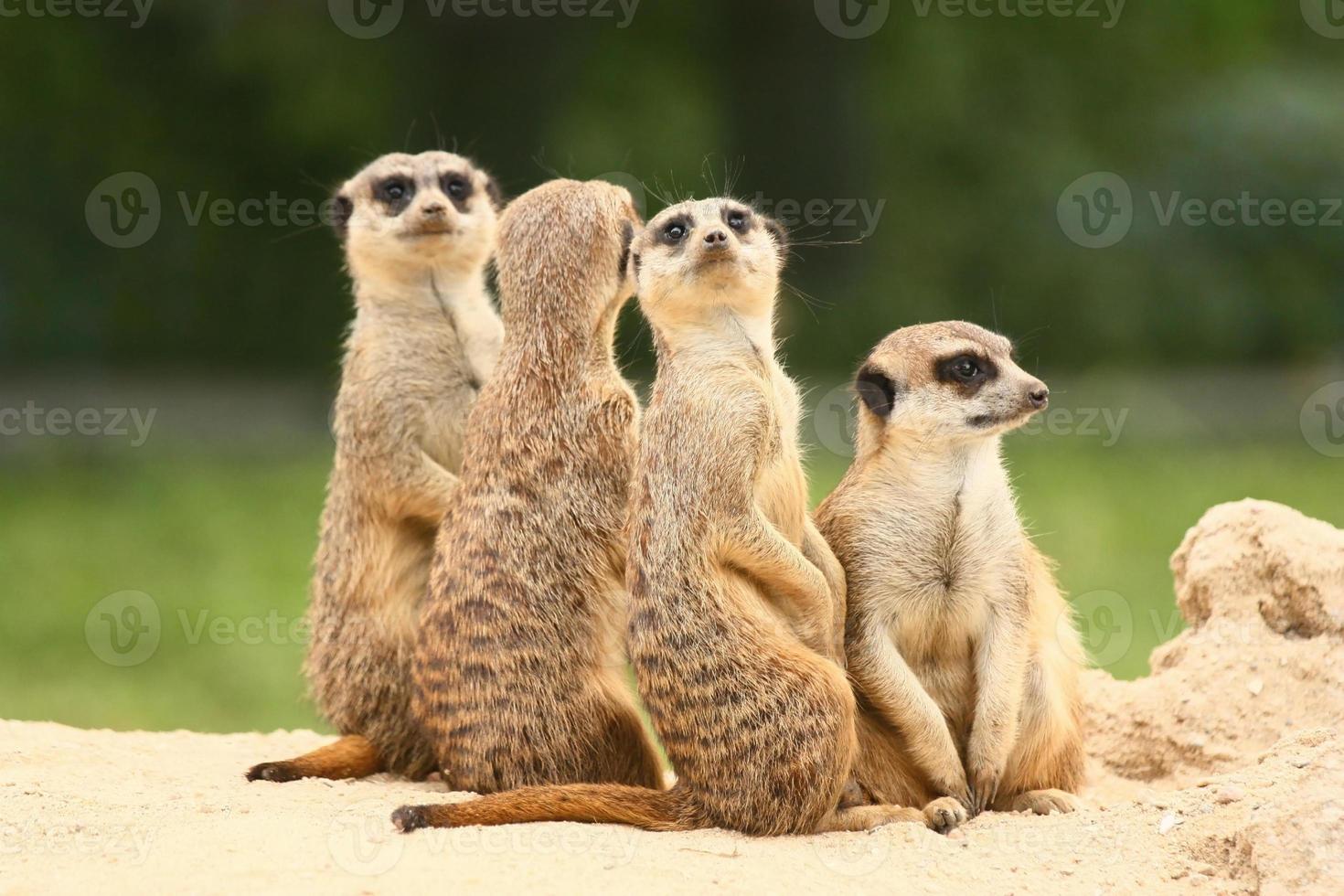groupe de suricates sur le fond vert photo