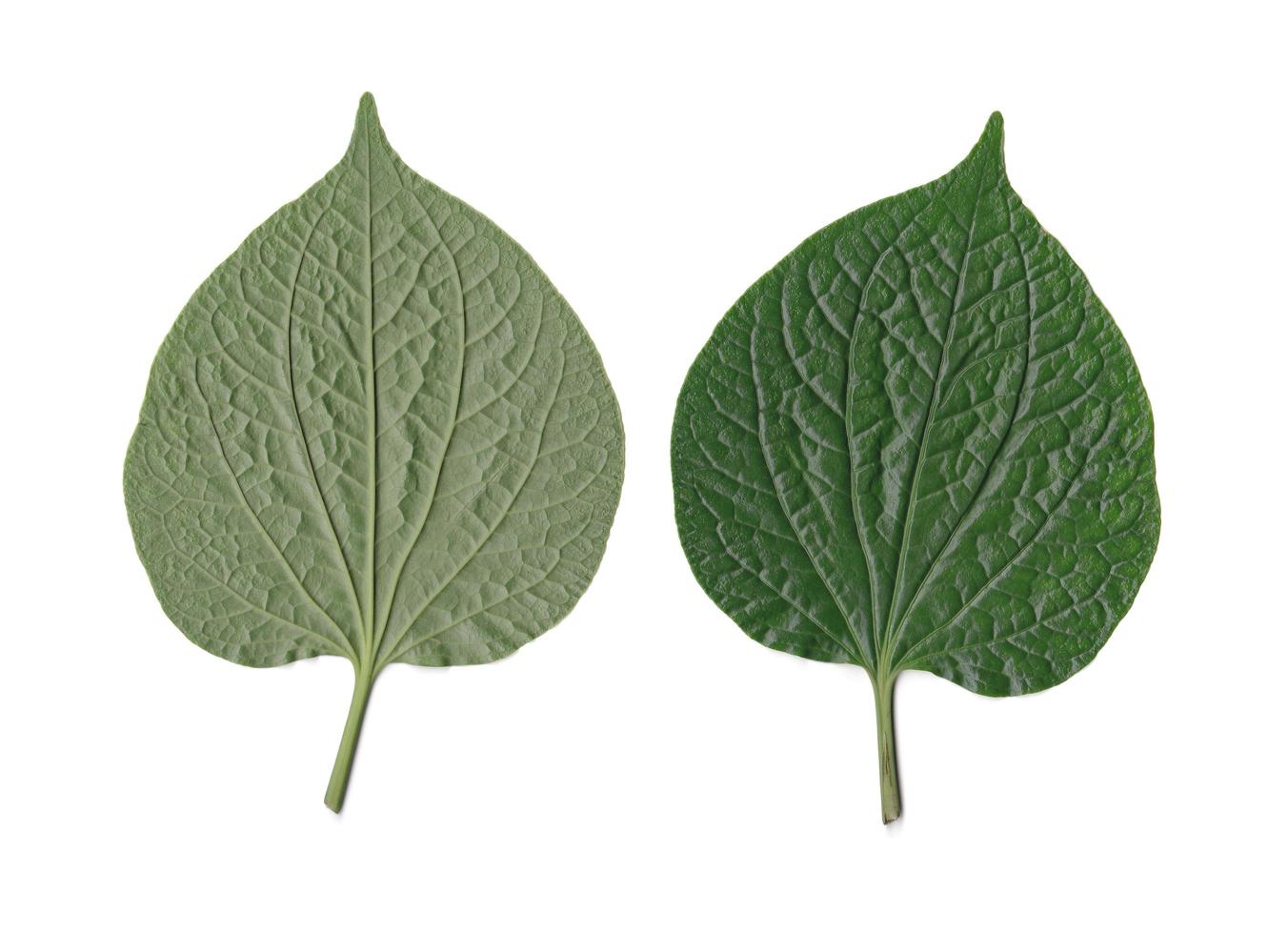 wildbetal leafbush ou piper sarmentosum. à gauche pour le verso et à droite pour le recto isolé sur blanc. photo
