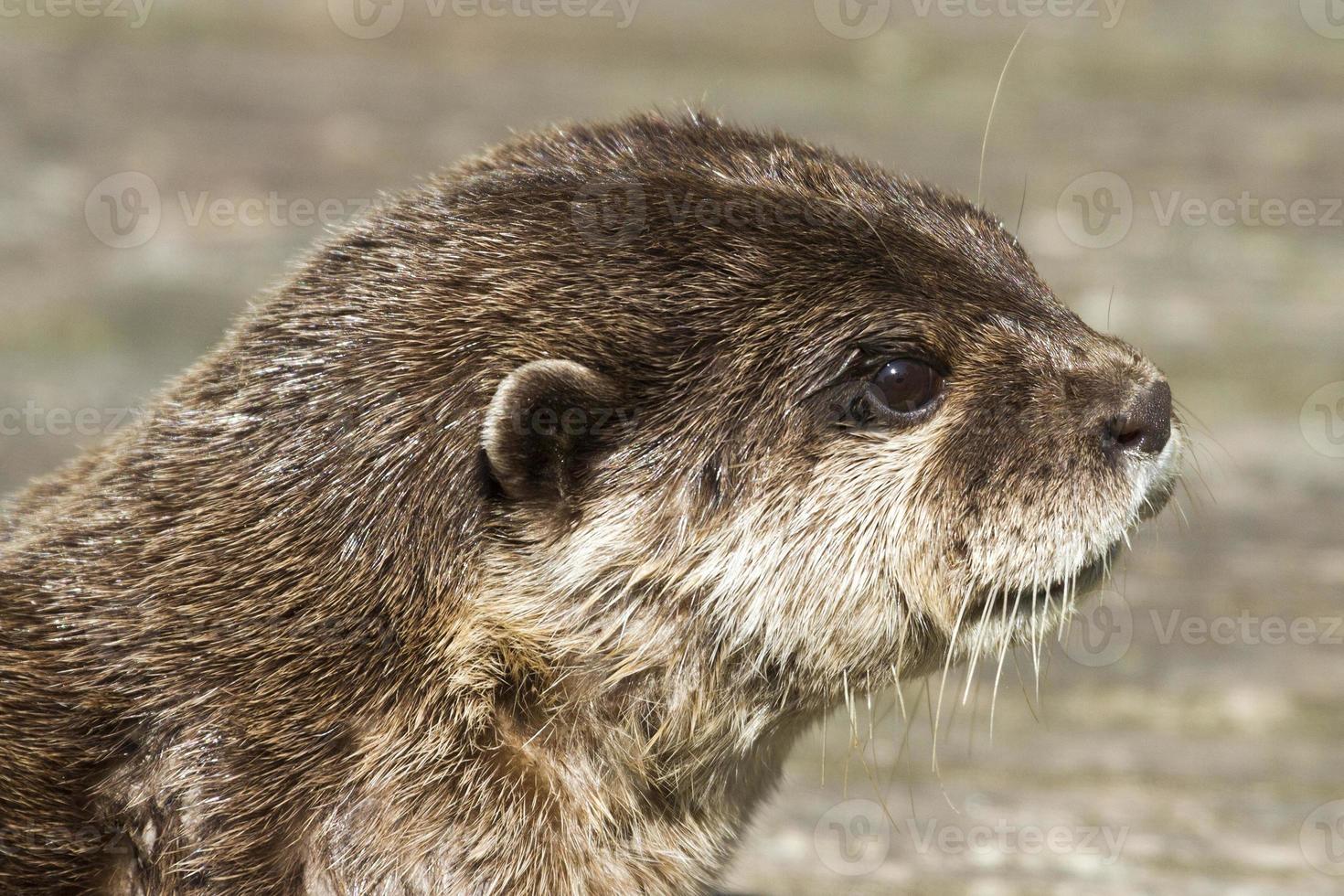 loutre (lutra lutra) photo