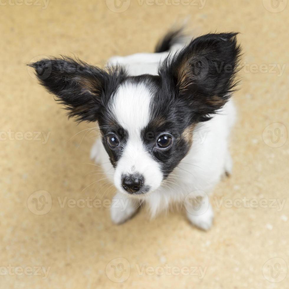 Chiot Mignon Papillon Assis 8416 Banque De Photos