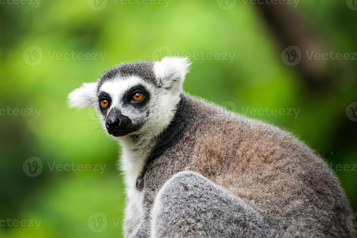 lémur catta (lemur catta) photo