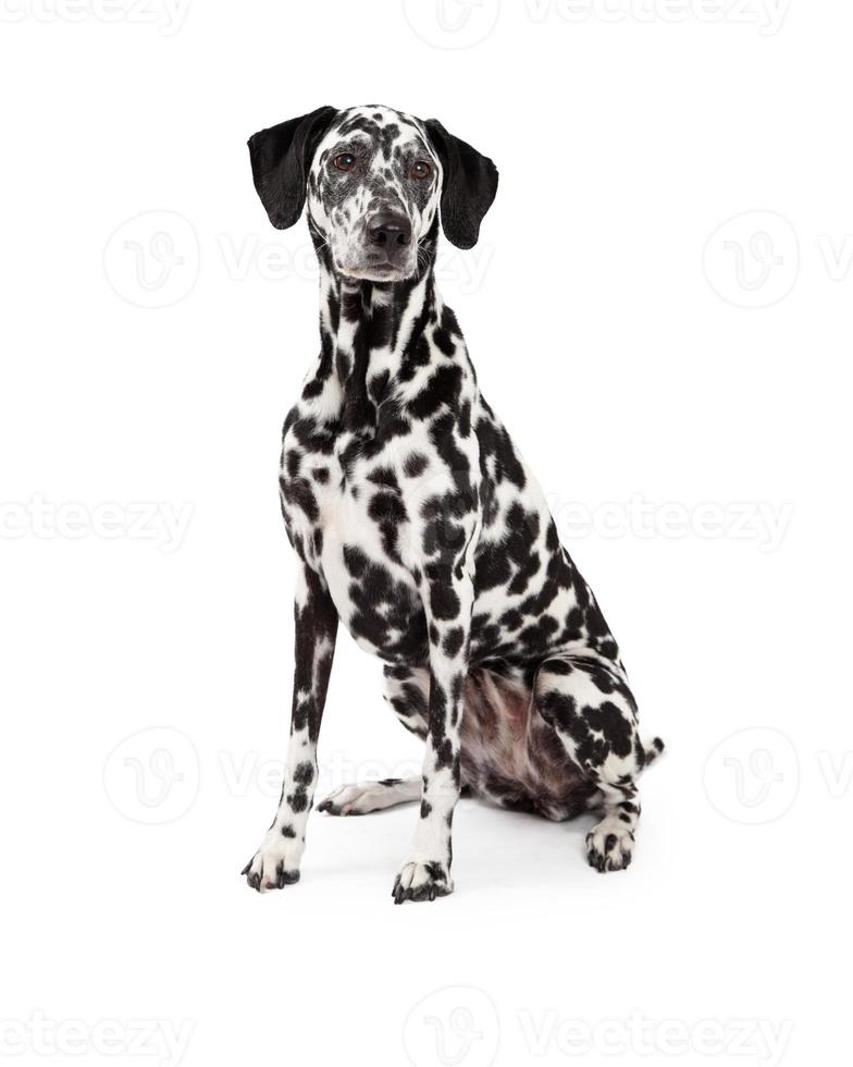 beau chien dalmatien assis photo