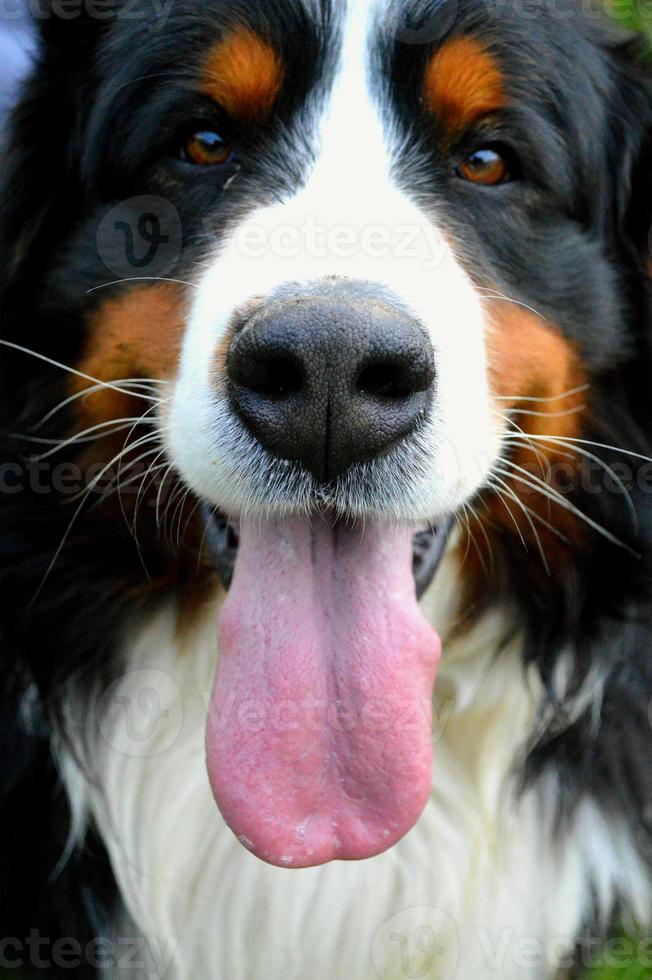 chien avec la bouche ouverte photo