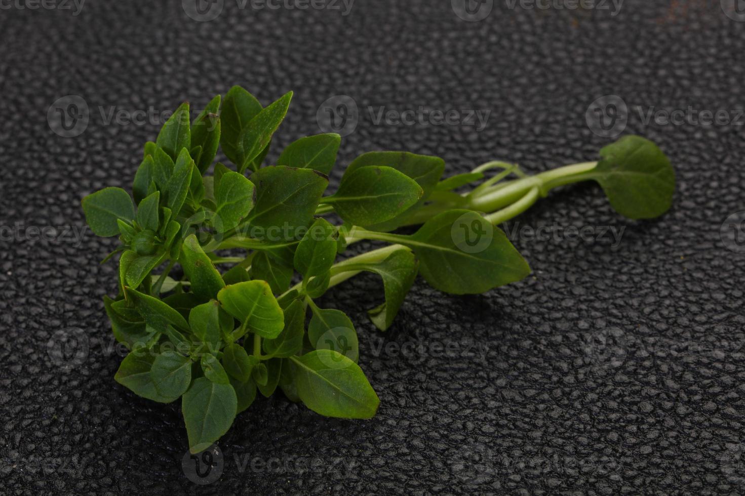 feuilles de basilic vert photo