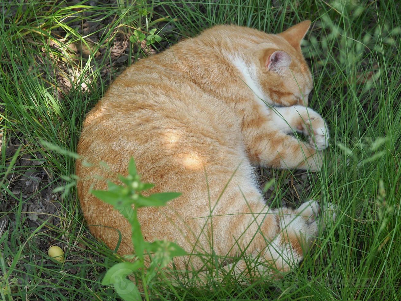 chat dans l'herbe photo
