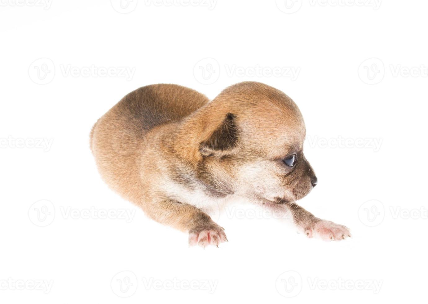 Funny chiot chihuahua pose sur un fond blanc photo