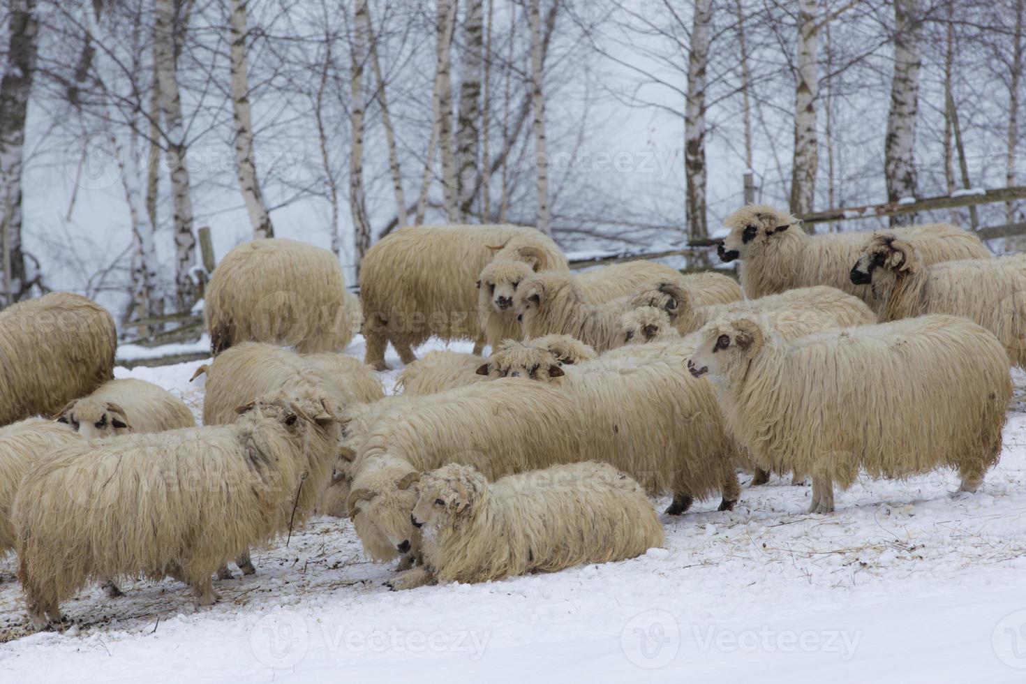 troupeau de moutons photo
