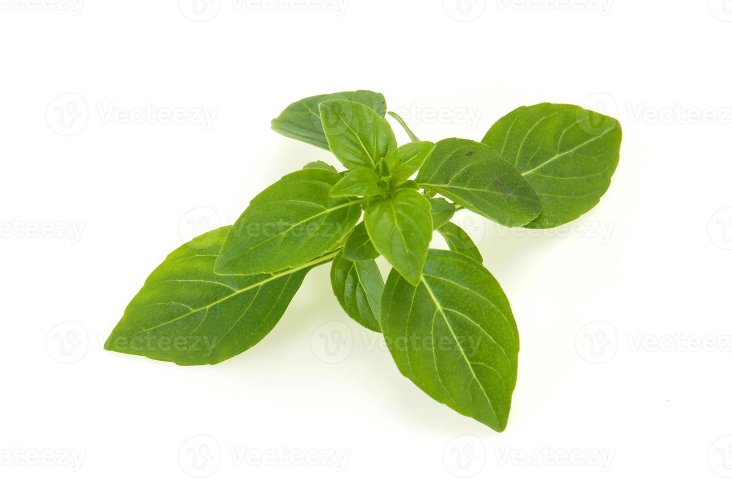 feuilles de basilic vert frais - pour la cuisson photo