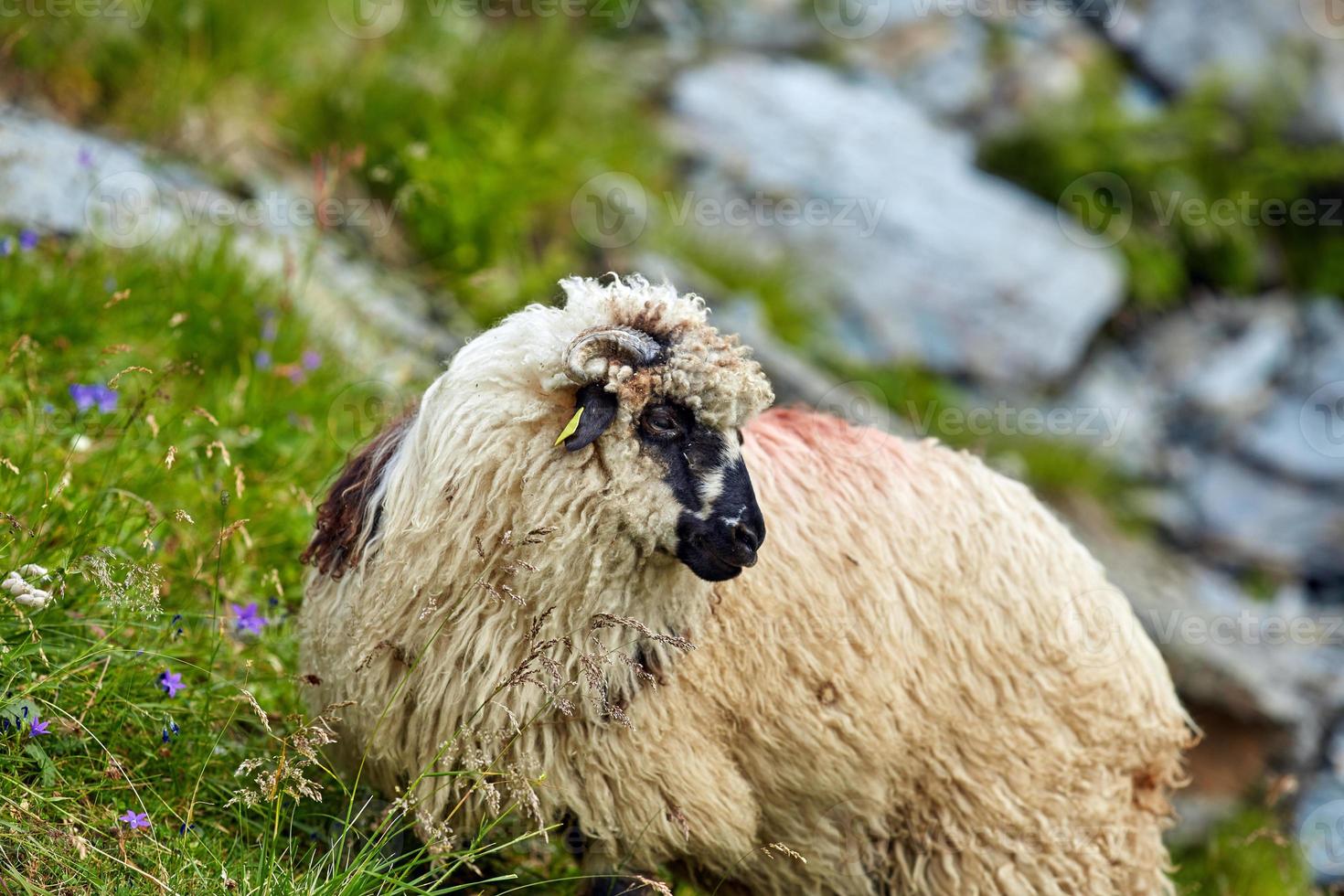 Gros plan des moutons des hautes terres photo