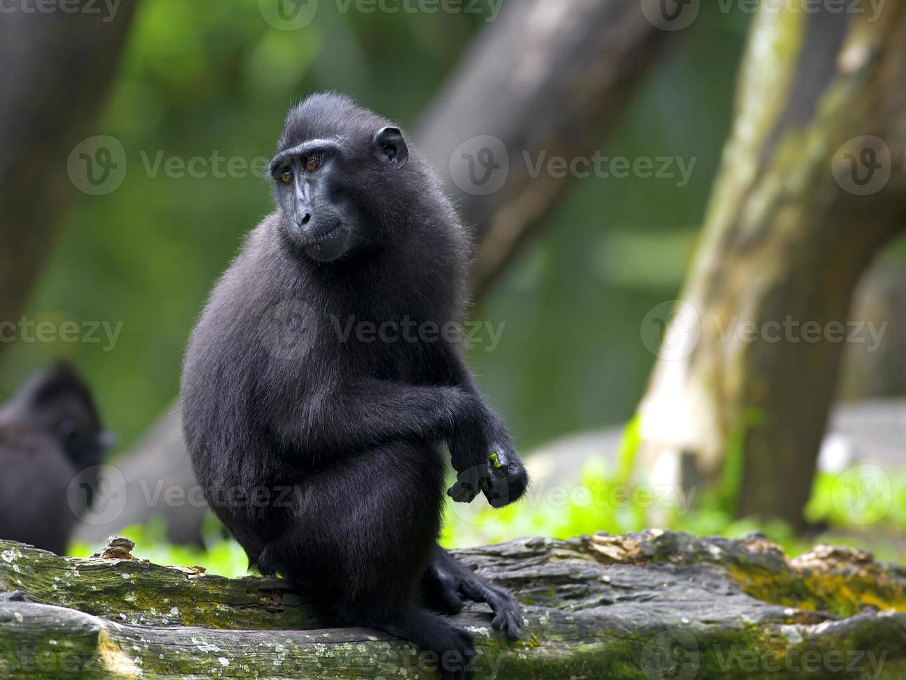 macaque noir huppé photo