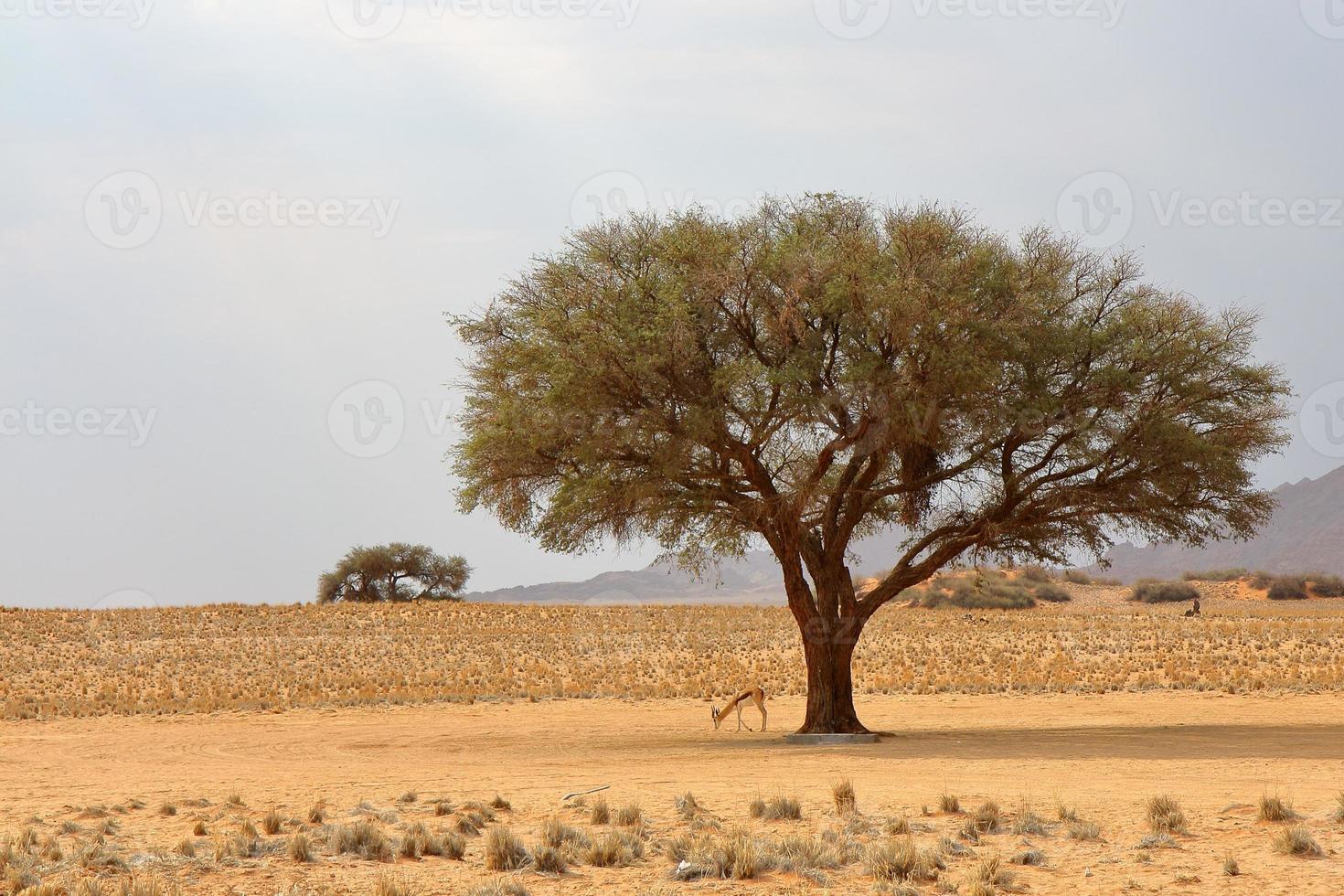 springbok sous l'arbre photo