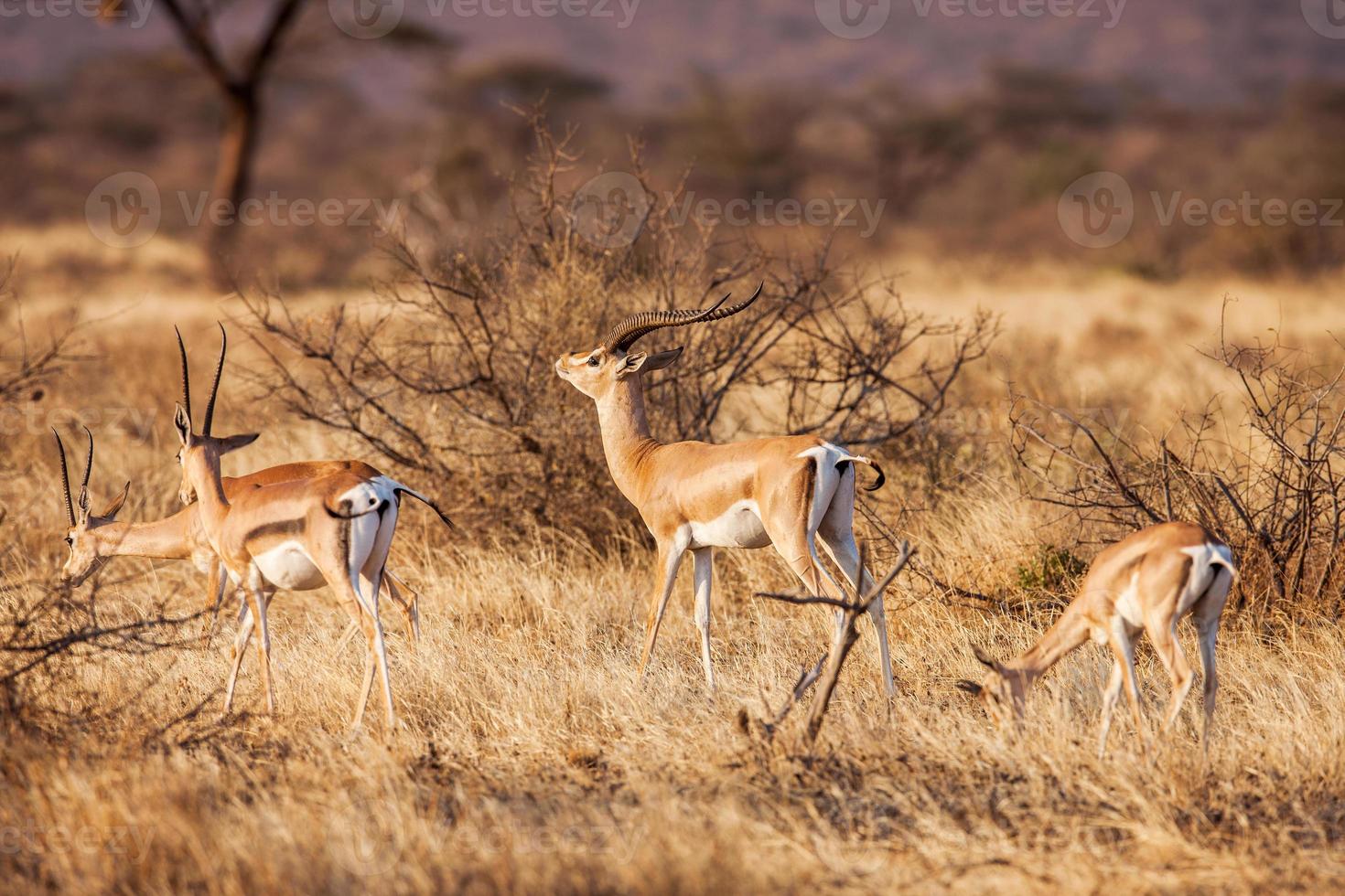 Antilope Impala marchant sur le paysage d'herbe, Afrique photo