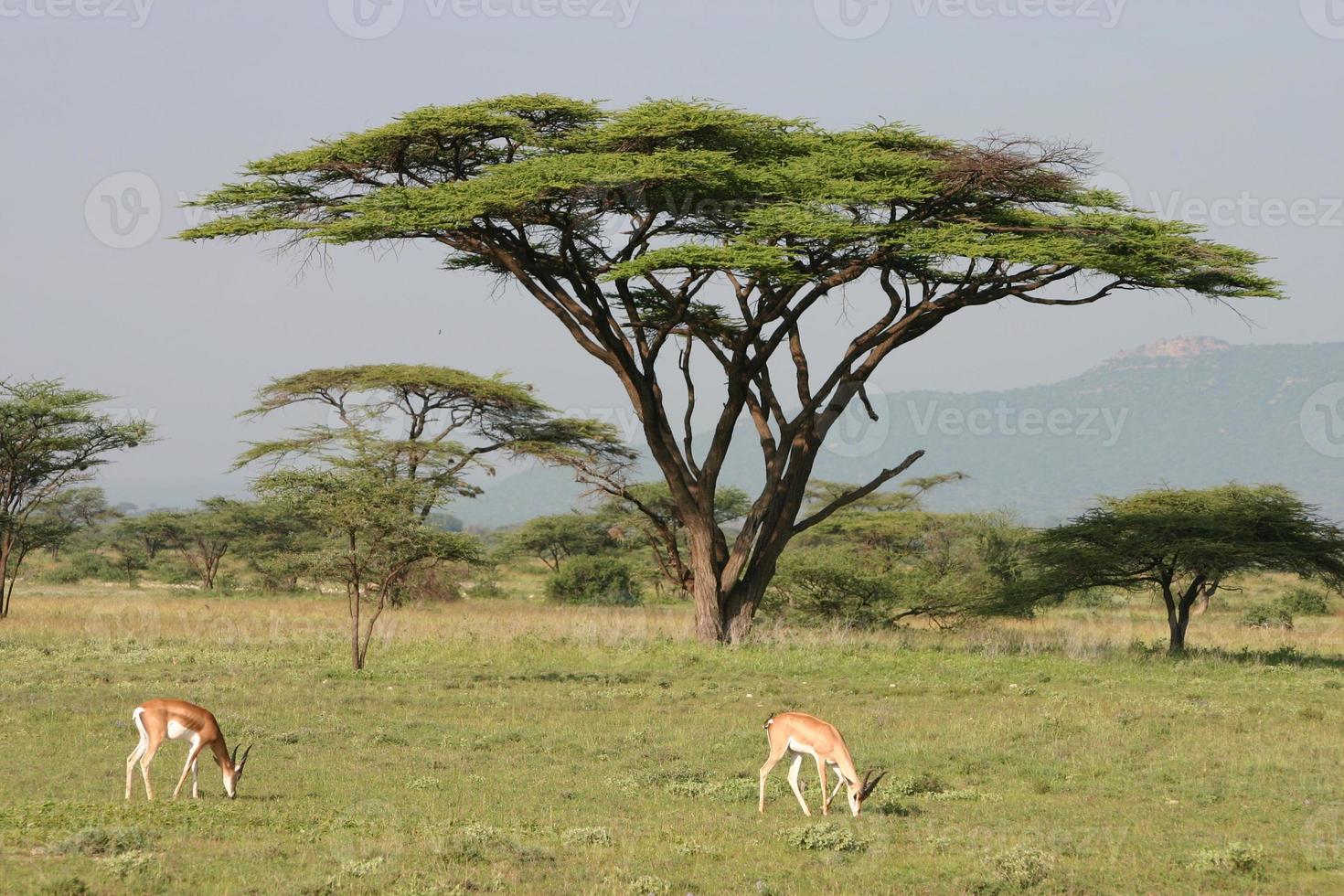 Impala, antilope, aepyceros melampus en face de l'acacia, savane africaine photo