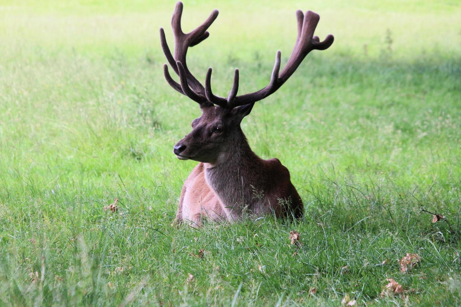 un gros plan d'un cerf rouge photo